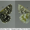 musch cribrellum female volg112